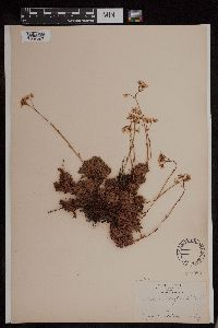 Saxifraga tricuspidata image