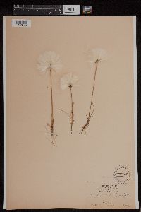 Eriophorum scheuchzeri image