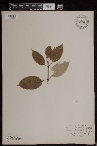 Thumbnail image of current specimen