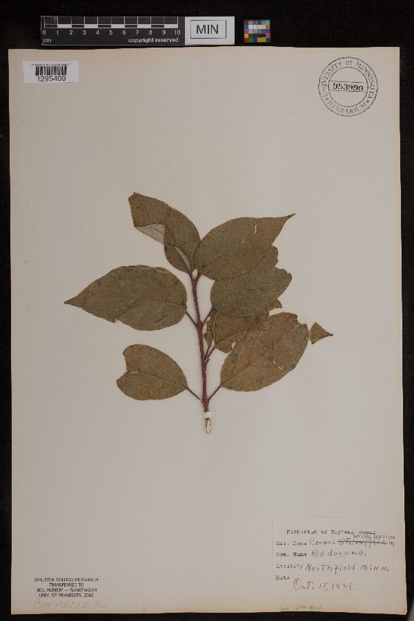 Cornaceae image