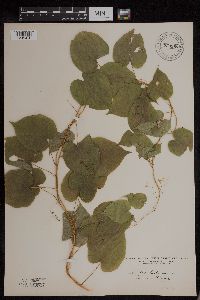 Image Associated With the Occurrence