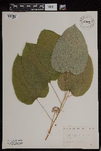 Smilax ecirrhata image