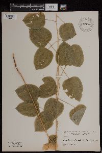 Smilax ecirrhata image