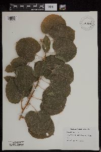 Image Associated With the Occurrence