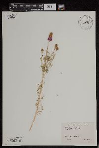 Dalea purpurea image