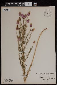 Dalea purpurea image