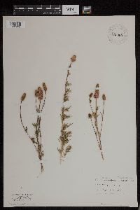 Dalea purpurea image