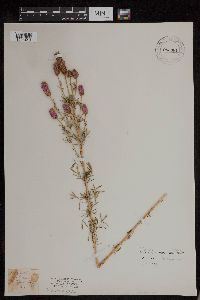 Dalea villosa image