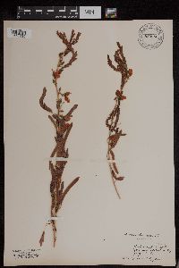 Chamaecrista fasciculata image