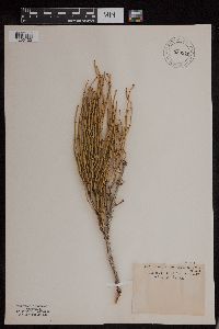 Image of Ephedra trifurca