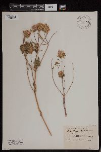 Cephalanthus occidentalis image