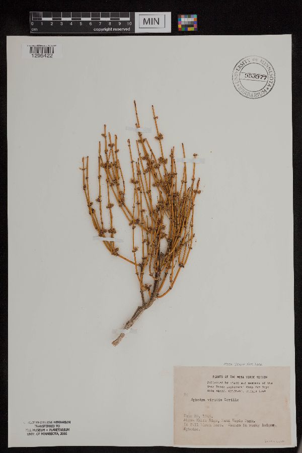 Ephedra viridis image