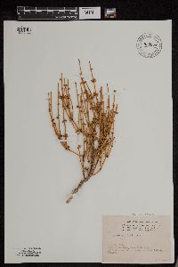 Image of Ephedra viridis