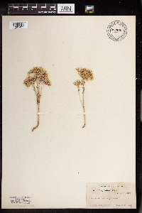 Sedum stenopetalum image