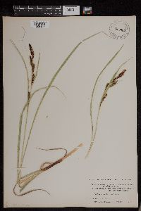 Carex raynoldsii image