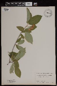Cornus sericea image