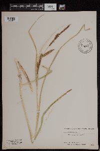 Carex luzulina image