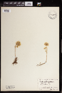 Sedum stenopetalum image