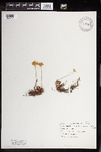 Sedum stenopetalum image