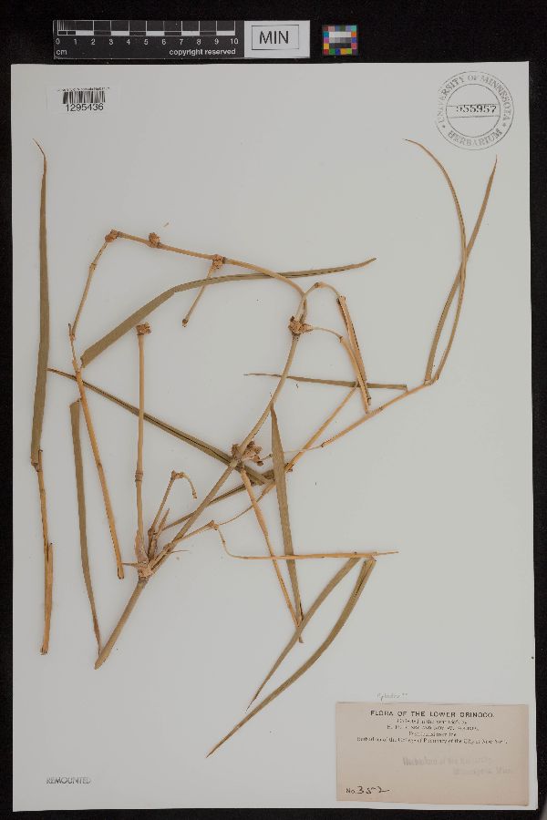 Ephedra image