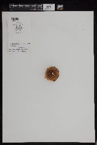 Helianthus annuus image