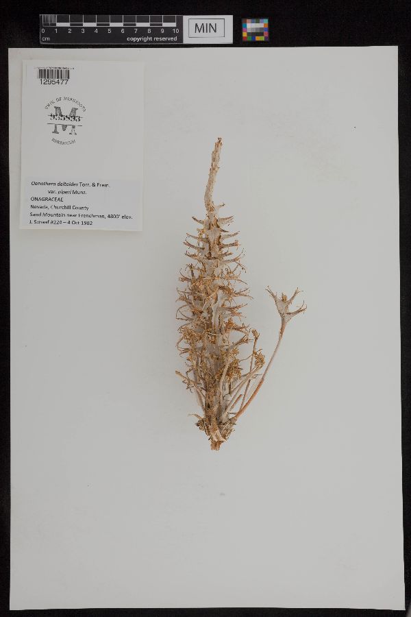 Oenothera deltoides image