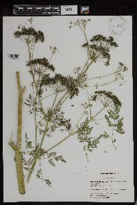 Conium maculatum image