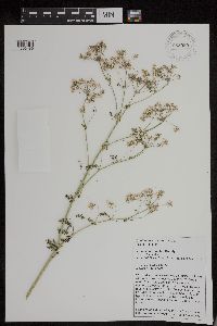 Conium maculatum image