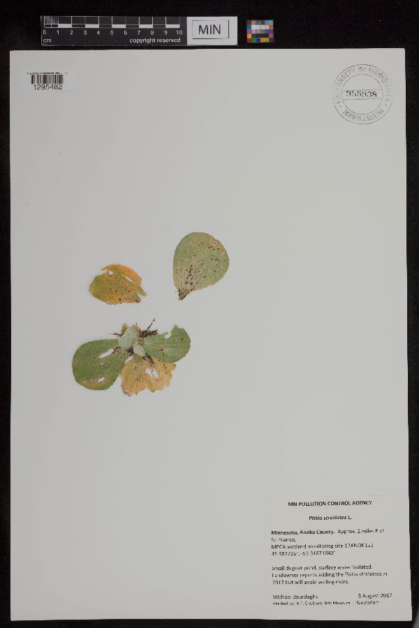 Pistia stratiotes image