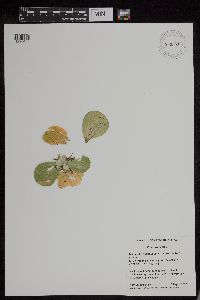 Media resource of Pistia stratiotes