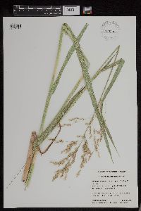 Scolochloa festucacea image
