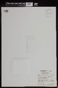 Wolffia columbiana image