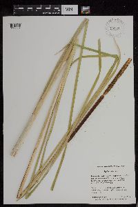 Typha x glauca image