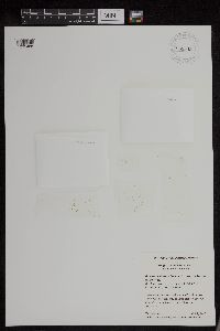 Wolffia columbiana image