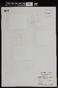 Wolffia columbiana image
