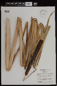 Typha x glauca image
