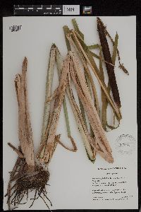 Typha x glauca image