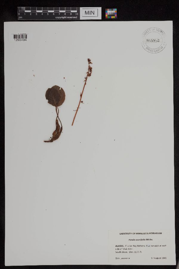 Pyrola asarifolia image
