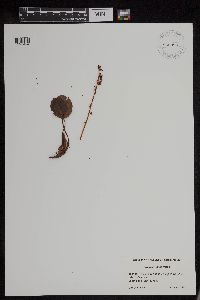 Image of Pyrola asarifolia