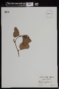 Alnus viridis subsp. sinuata image