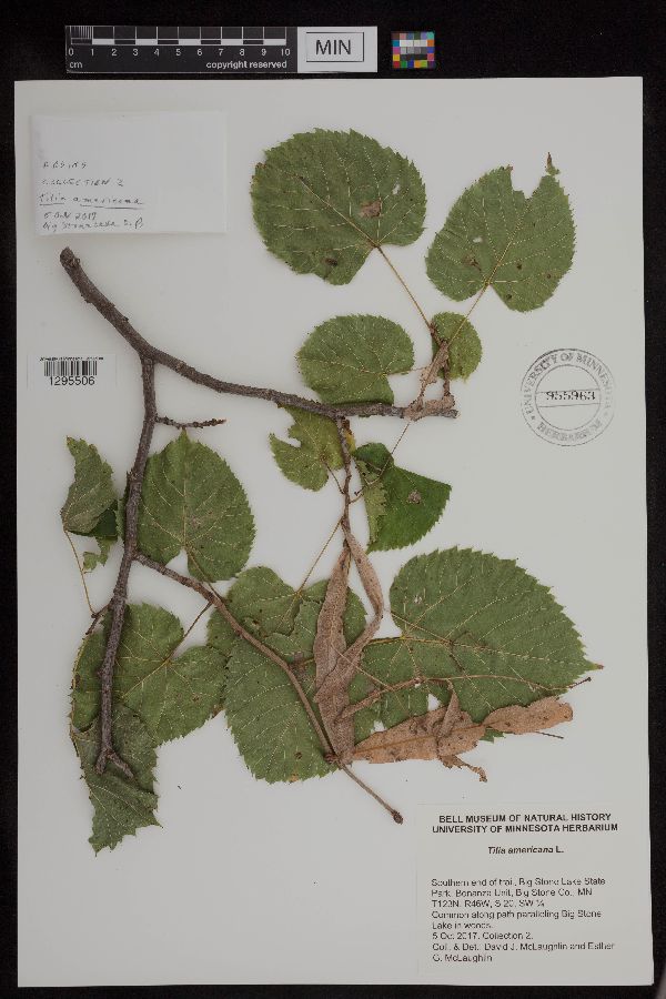 Tilia americana image