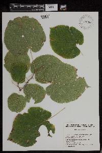 Tilia americana image