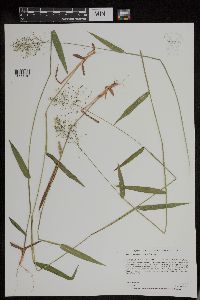 Dichanthelium boreale image