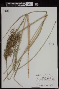 Scirpus pedicellatus image