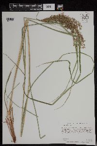 Scirpus pedicellatus image