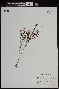 Agalinis tenuifolia image