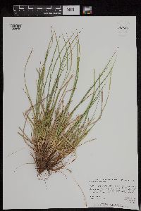 Carex tonsa image