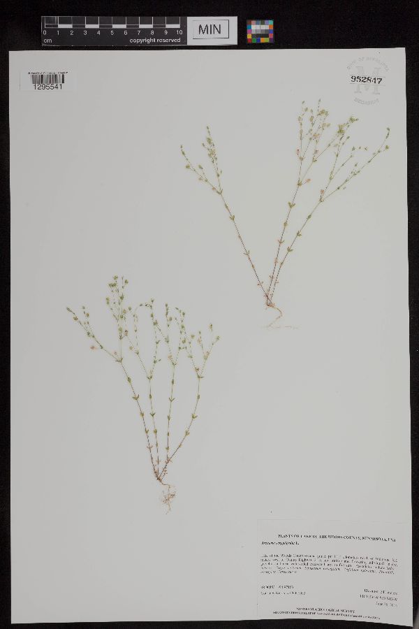 Arenaria serpyllifolia var. serpyllifolia image