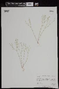 Arenaria serpyllifolia image