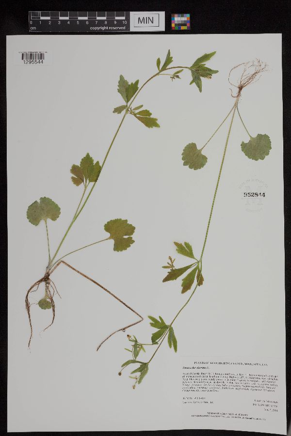 Ranunculus abortivus image